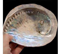 Abalone shell